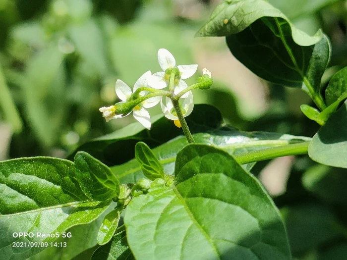 Solanum americanum image