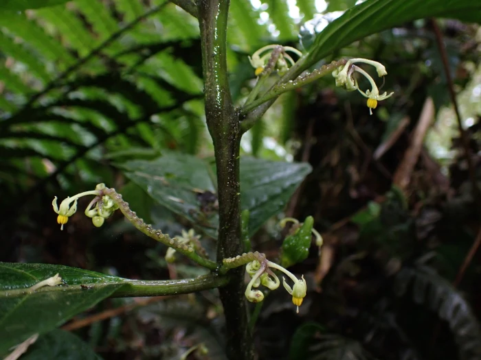 Solanum anceps image