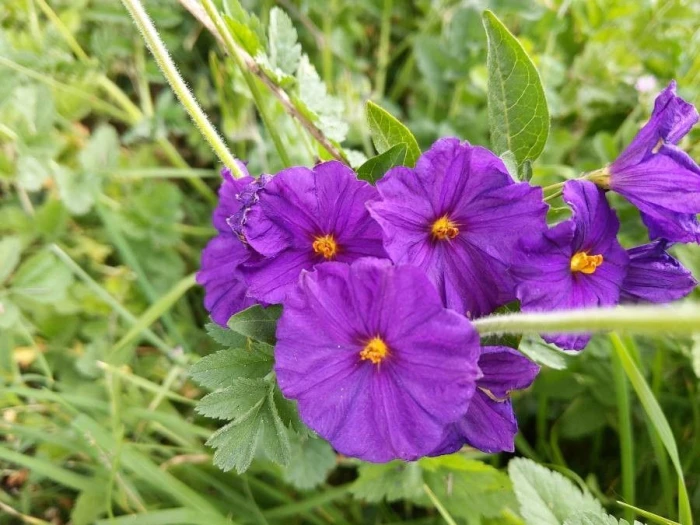 Solanum aviculare image