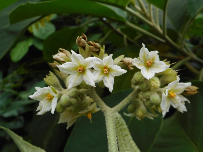 Solanum erianthum image