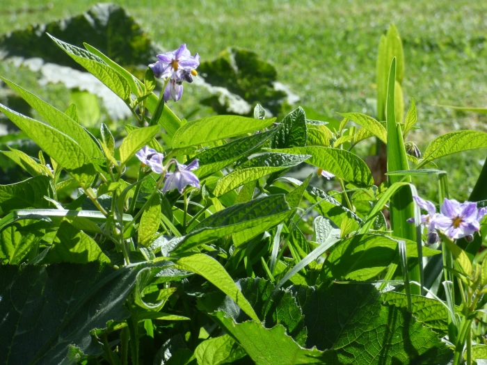 Solanum muricatum image