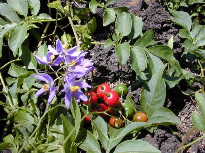 Solanum seaforthianum image