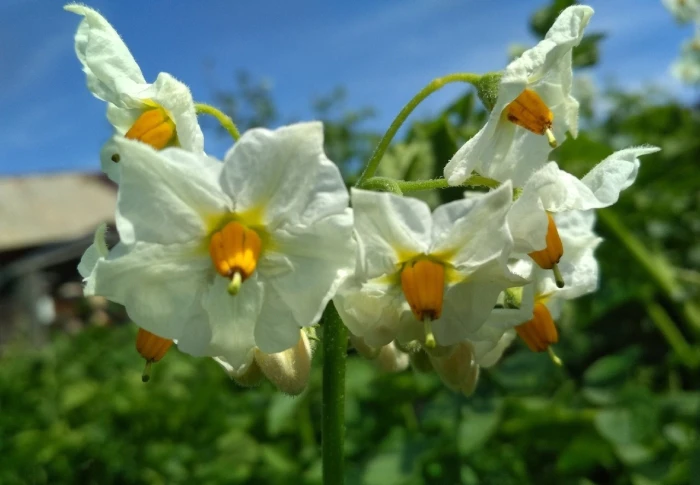 Solanum tuberosum image