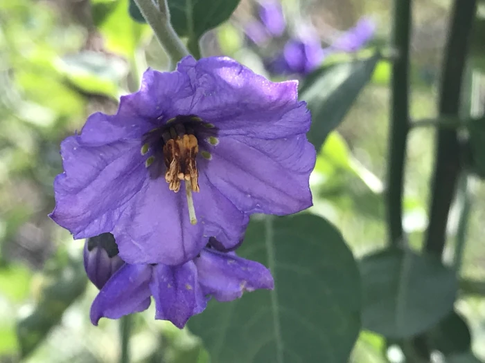 Solanum umbelliferum image