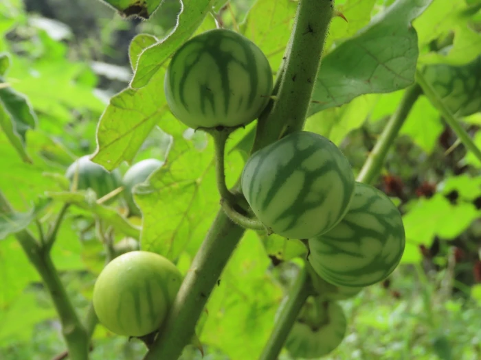 Solanum viarum image