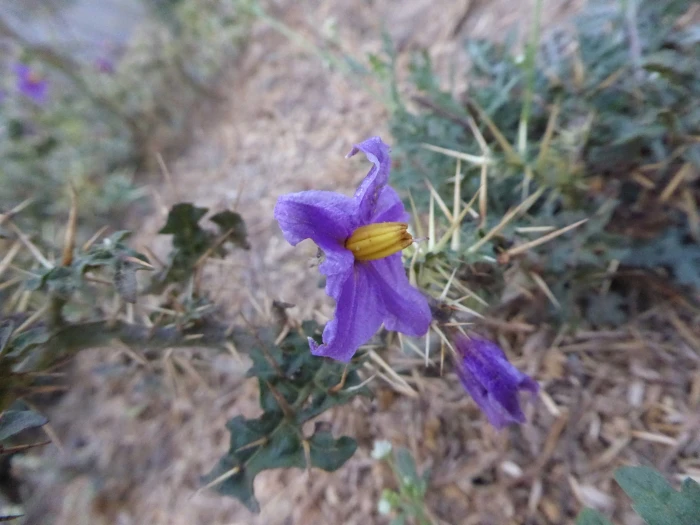 Solanum virginianum image