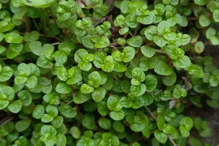 Soleirolia soleirolii image