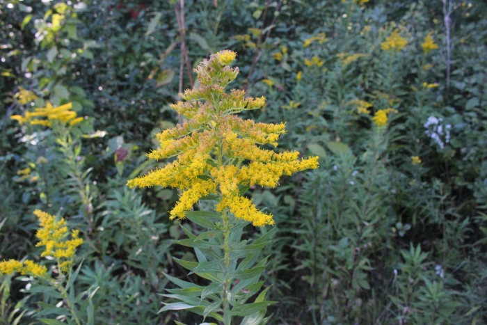 Solidago altissima image