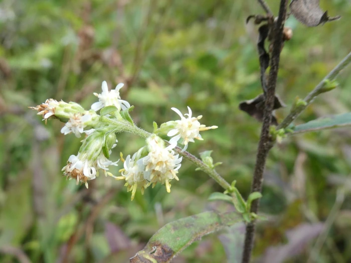 Solidago bicolor image