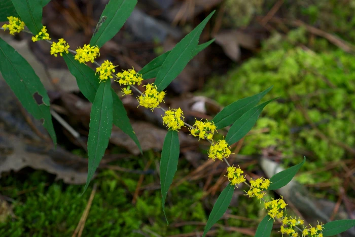 Solidago caesia image