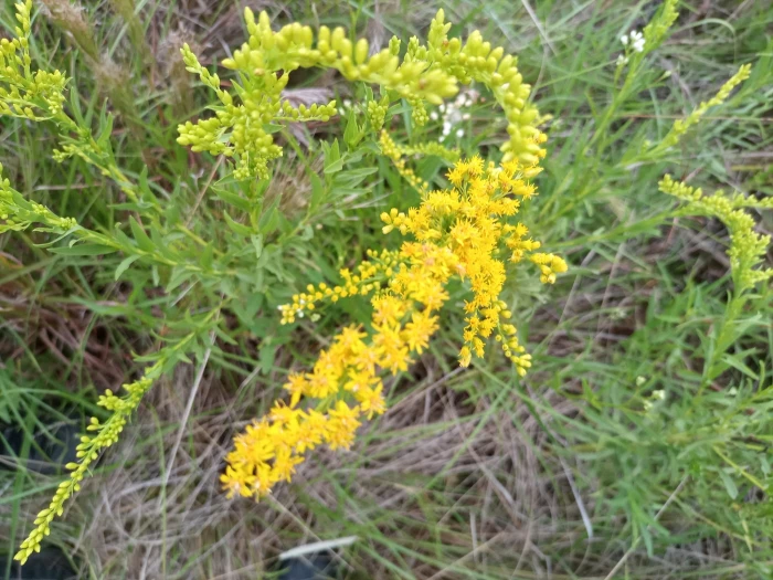 Solidago chilensis image