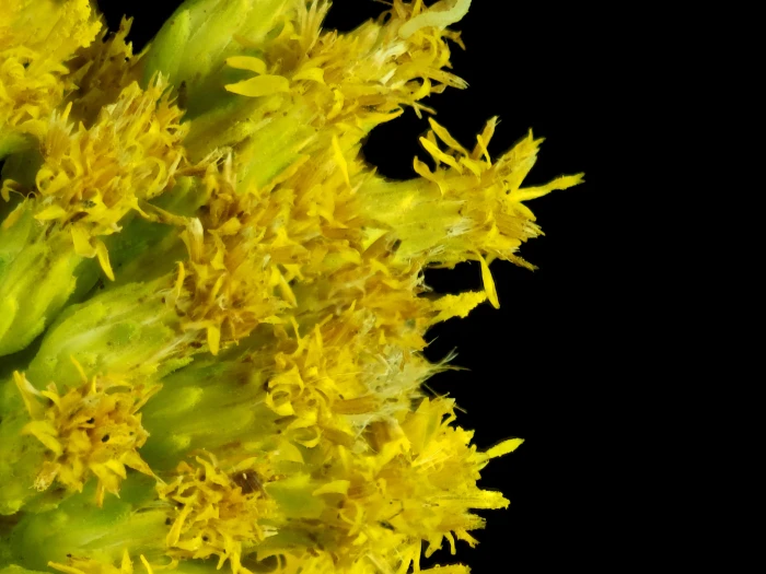 Solidago elongata image