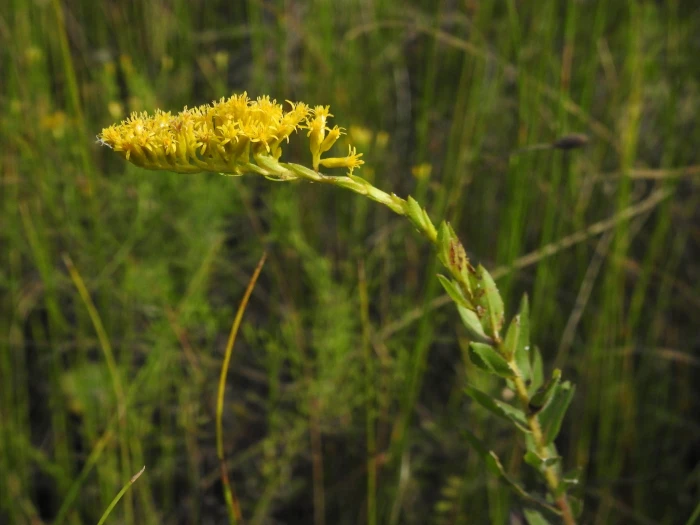 Solidago fistulosa image