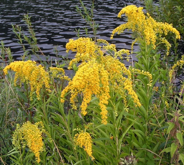 Solidago gigantea image