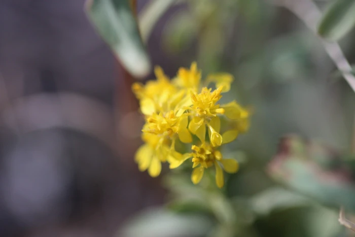 Solidago glutinosa image