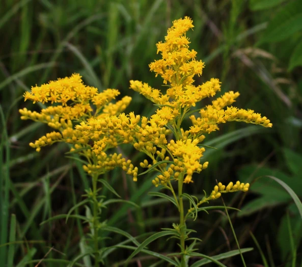 Solidago juncea image