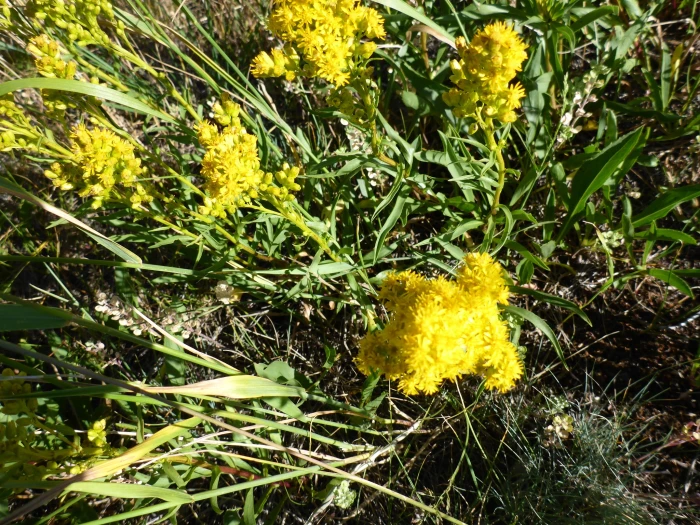 Solidago missouriensis image
