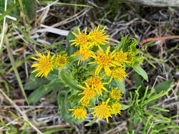 Solidago multiradiata image