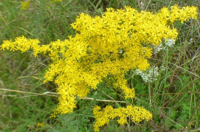 Solidago nemoralis image