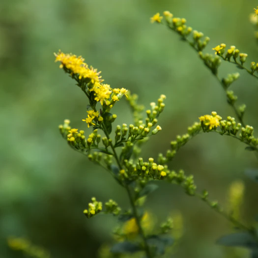Solidago patula image