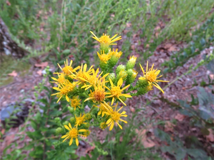 Solidago petiolaris image