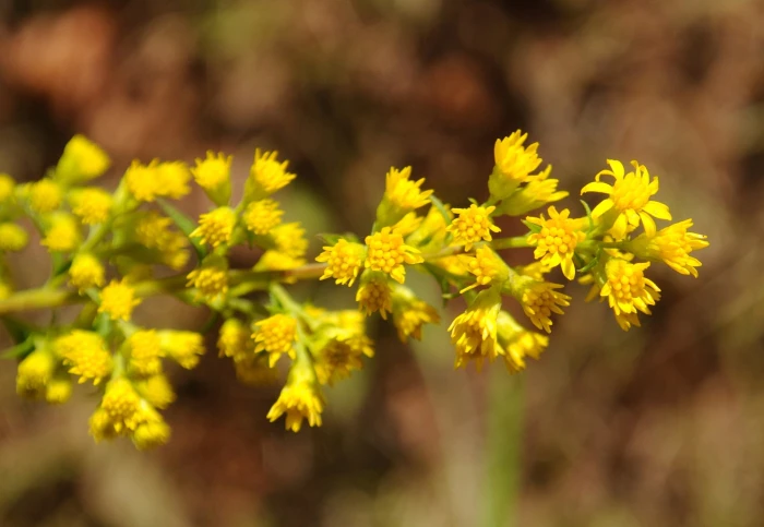 Solidago puberula image