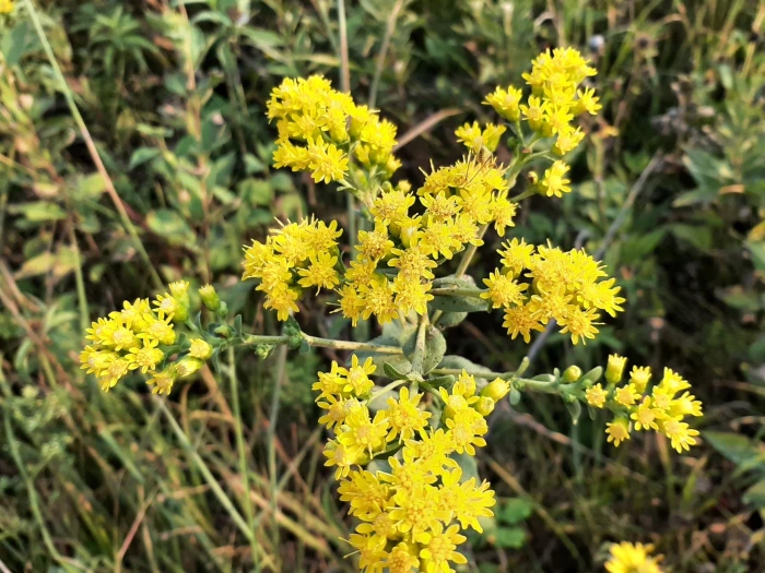 Solidago rigida image