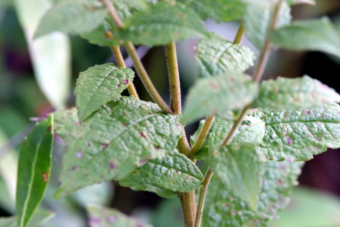 Solidago rugosa image