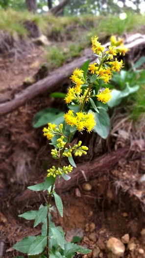 Solidago sciaphila image