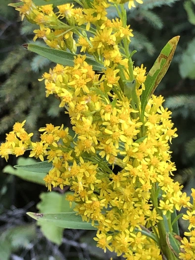 Solidago uliginosa image