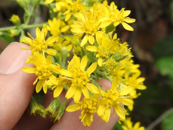 Solidago wrightii image
