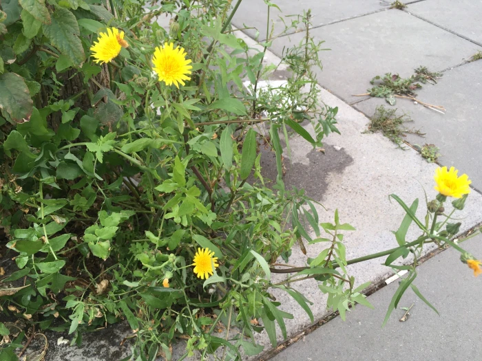 Sonchus tenerrimus image