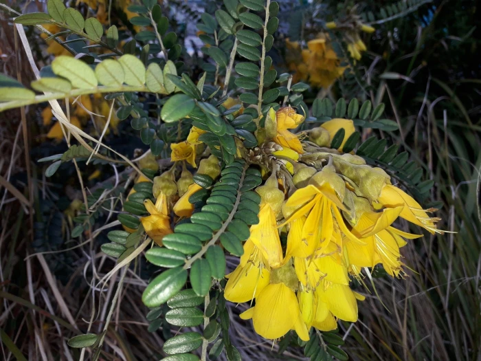 Sophora cassioides image