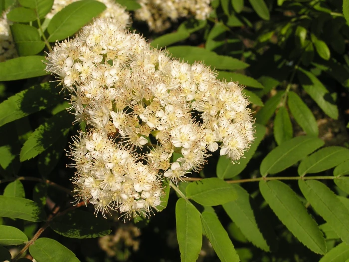 Sorbus aucuparia image