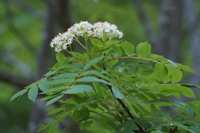 Sorbus commixta image