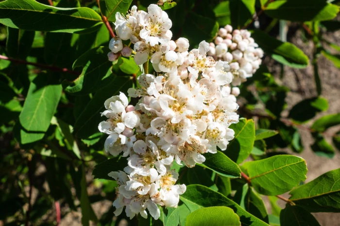Sorbus sitchensis image