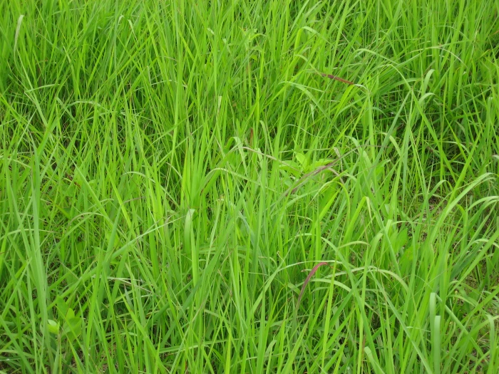 Sorghastrum nutans image