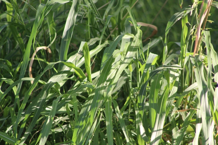 Sorghum halepense image