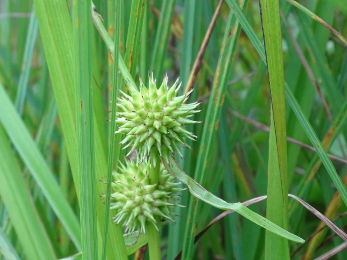 Sparganium americanum image