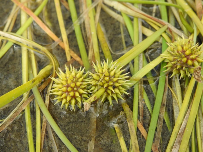 Sparganium angustifolium image