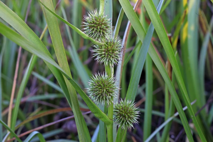 Sparganium emersum image