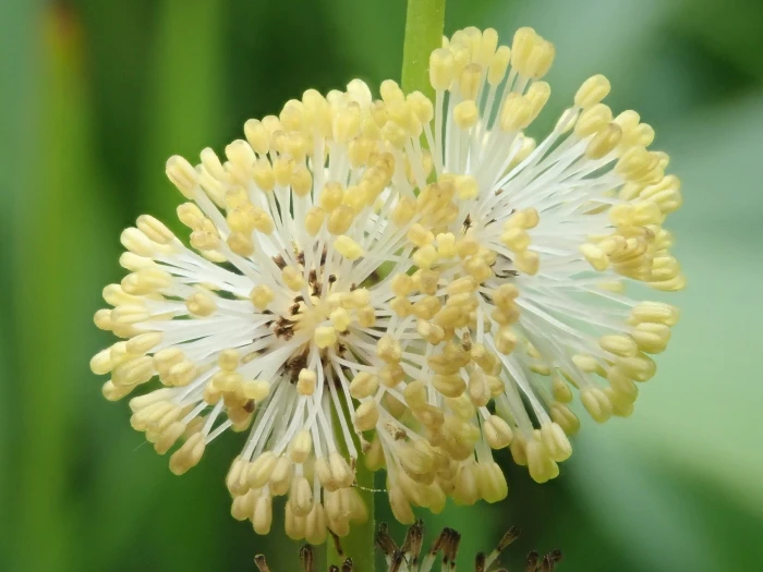 Sparganium eurycarpum image