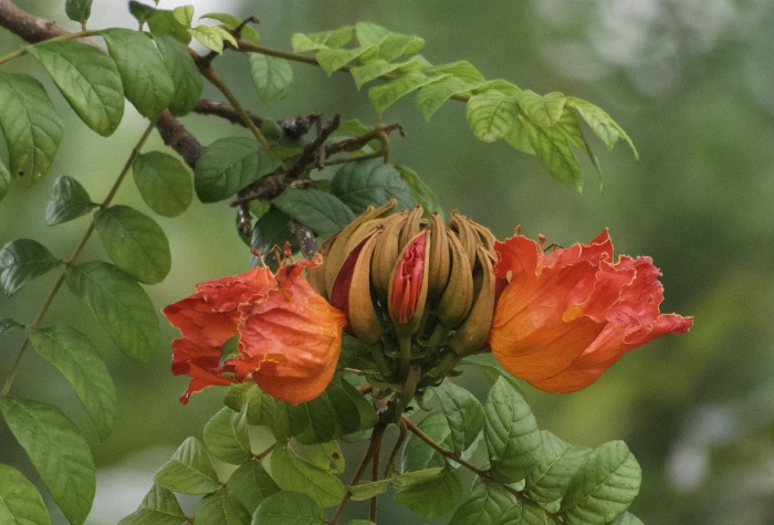 Spathodea campanulata image