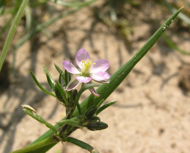 Spergularia rubra image