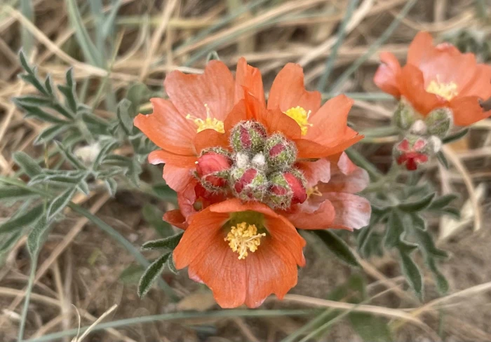 Sphaeralcea coccinea image