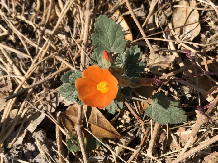 Sphaeralcea coulteri image