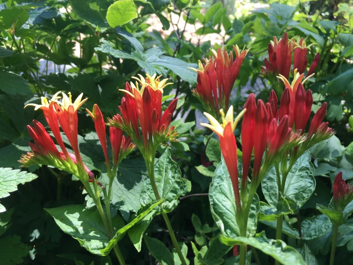 Spigelia marilandica image
