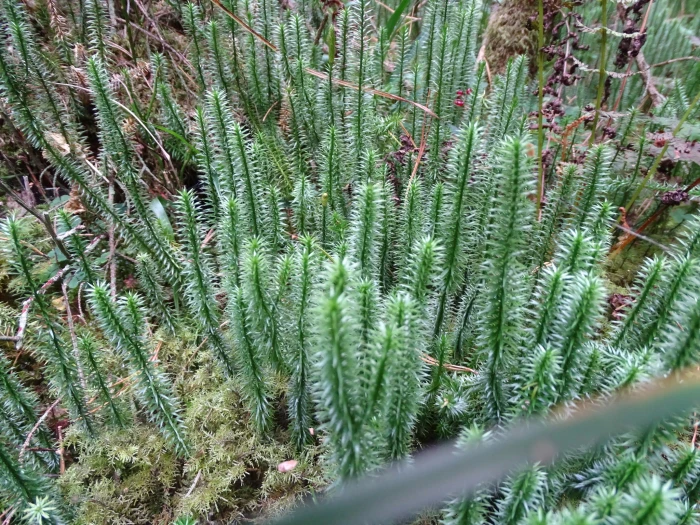 Spinulum annotinum image