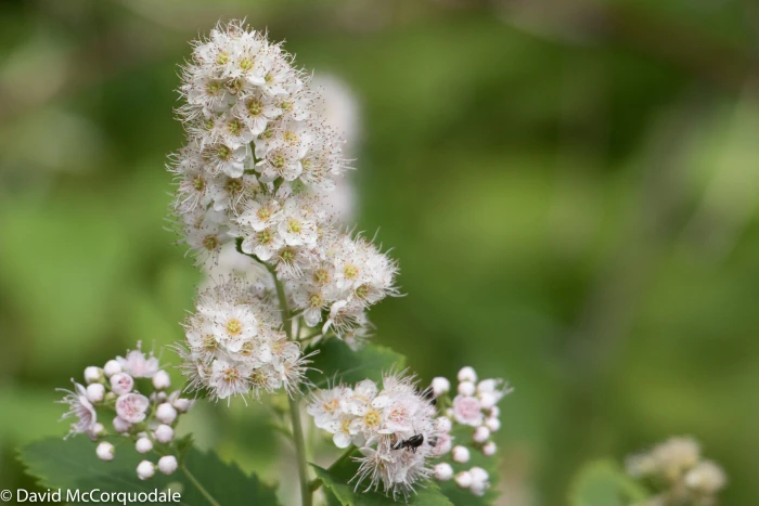 Spiraea alba image