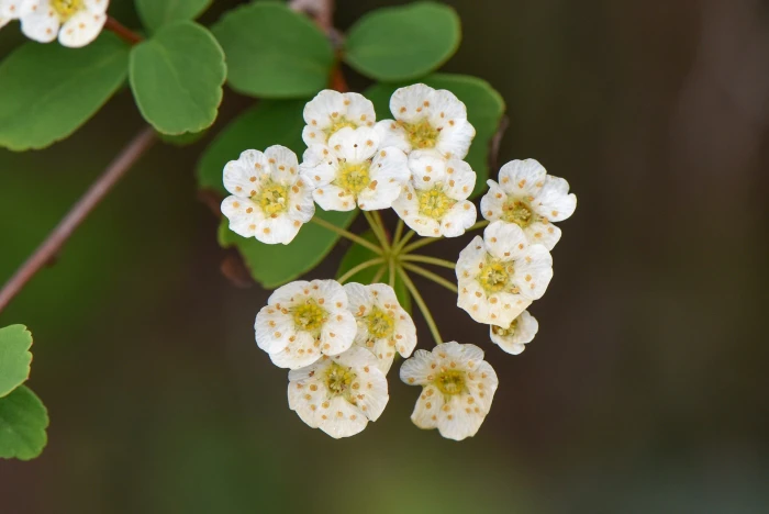 Spiraea blumei image